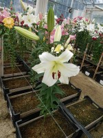 [4447 PO43 Monte Bianco No01.JPG]